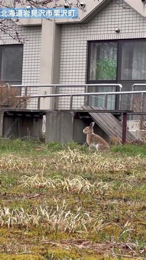 北海道岩見沢市栗沢町 野うさぎ発見！#岩見沢