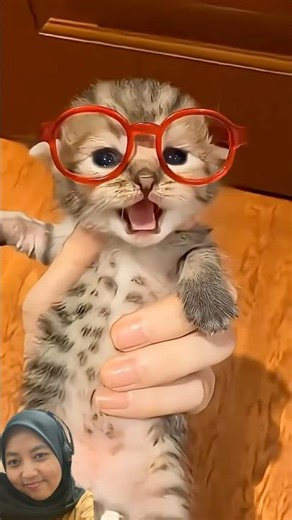 #cat #cute #catsounds #core #baby #funny #kitten #pets #animals #meow #lucu #kucing #random #kitty