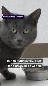 Waarom katten ineens stoppen met eten