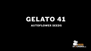 Gelato 41 by Seedstockers