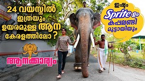 223K views · 7.4K reactions | EP 13 | ഭാവി ഉത്സവകേരളം വാഴാനായ് പിറവിയെടുത്തവൻ, യുവ ഗജരാജൻ ഗൗരീ നന്ദൻ | Aanakkaryam #NeyyattinkaraGaurinandan #Elephant #Anakkaryam | Kaumudy | Facebook