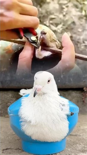 Small Animal Care: Safe & Gentle Grooming Process Explained 🐾