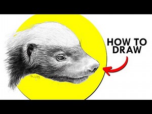 How To Draw A Honey Badger