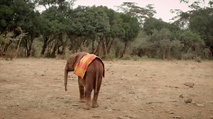 55K views · 1.8K reactions | The emotional intelligence of an elephant is simply extraordinary. #IngeniousAnimals (via BBC One). | BBC Two | Facebook