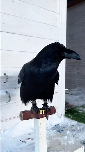 "How a Clever Crow Solves a Puzzle"#Crow #AnimalIntelligence #ProblemSolving