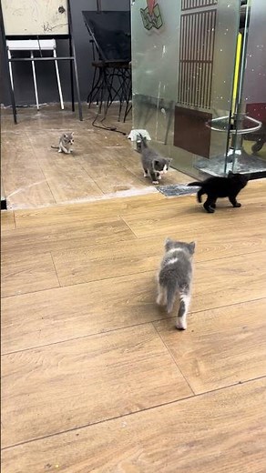Kittens Are Meowing for mom cat 🐱 | Cat Voice | Cat Sound | Meow | Kitten Sounds | Cat Reaction