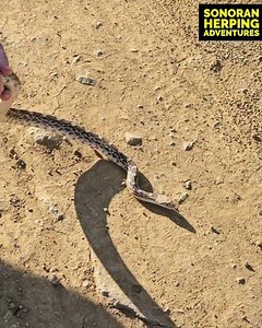 Large Sonoran Gopher Snake in Arizona! #snake #arizona #reptiles #herping