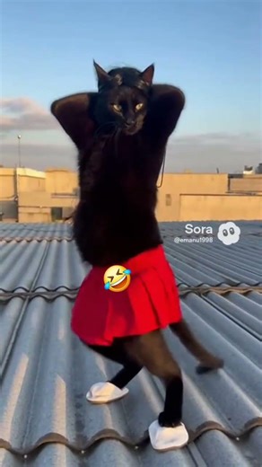mi Hermana grabando un tik tok #gracioso #shorts #gatos