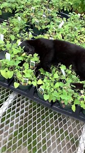 1.6M views · 19K reactions | When the farm cat discovers where you've been growing catnip  | National Farmers Union | Facebook