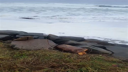 Dog’s Beach Day Gets Wild With Unexpected Humping