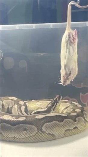 MOCHI | Lesser Axanthic VPI Royal / Ball Python | #strike #short 💚🎬 (06.11.25)