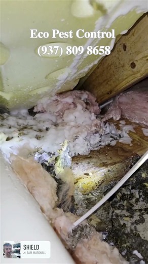 NEVER Poke a Ground Hole in Your Yard—Here’s Why! 🤯💥 #yellowjacketremoval #waspnest