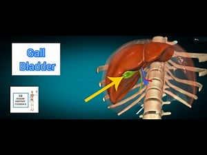 Gall Bladder Anatomy I Human Anatomy Tutorial