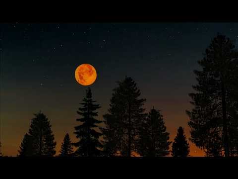 Twilight Forest Night Ambience with Dusk Ambience🌲🌙 Cricket Sound Chirping ASMR for Sleep and Relax🦗