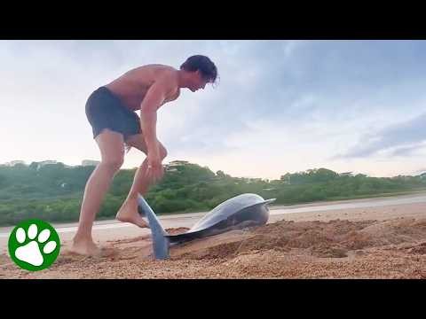 Man Races To Save Stranded Dolphin 🥺🐬