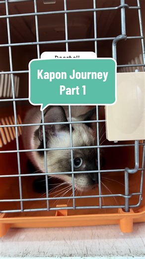 Smol's Kapon Journey: Our Preparation Process
