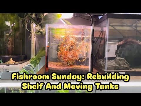 Fishroom Sunday: rebuilding a shelf, moving tanks and moving fish!