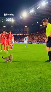 253K views · 40K reactions | Funny football moments  ta someone  #funny #football #funnyfootball #soccer #funnymemes #realmadrid #football #cat | Cozyclouds1 | Facebook