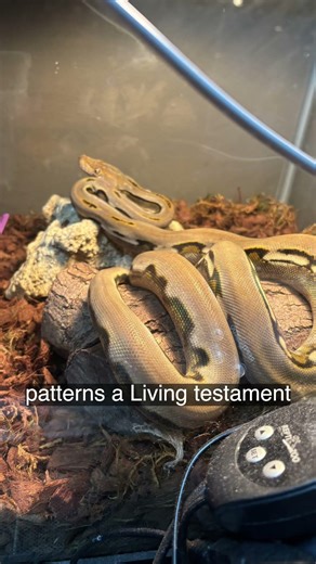 Flower the Dwarf Retic Shedded Her 2025 Scales #novilenotypo #welcome2theinnverse