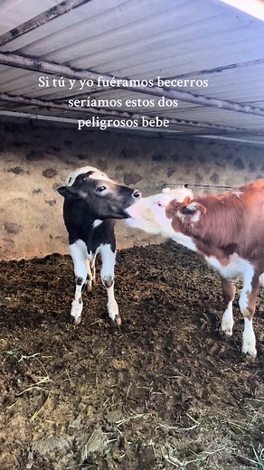 Dianita Vaquera: Becerros Peligrosos Con Tu Pareja
