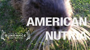 American Nutria