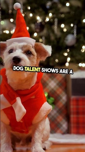 Dog Talent: Who Wins the Show? #DogTalent