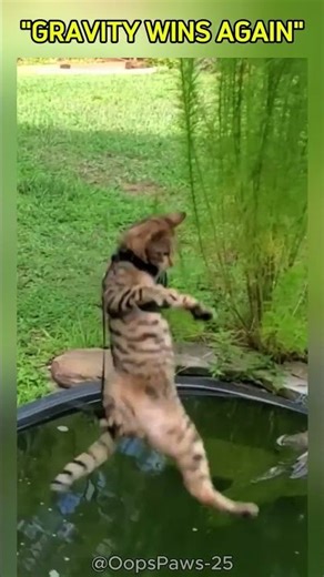 Ultimate Animal Fails Compilation | Animal Funny Video | #shorts