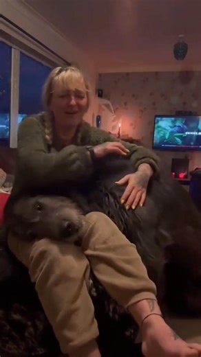 130K views · 5.3K reactions | Irish wolfhound lovely boy 殺 | Irish Wolfhound Club | Facebook