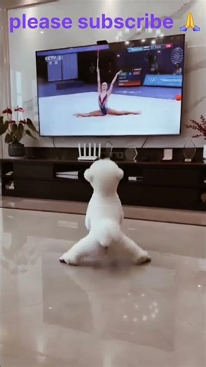 Puppy Doing Gymnastics Like a Pro Dog​ #CuteDog​ #FunnyDog​ #DogLovers