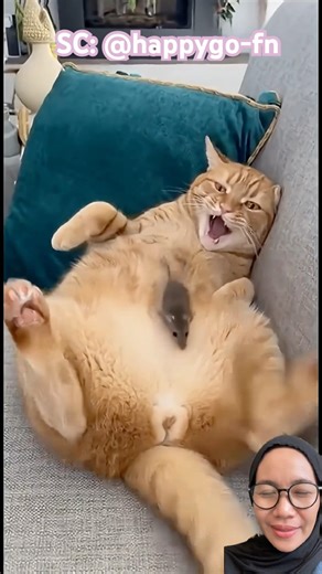 Startle Cat💥 #cat #startled #funny