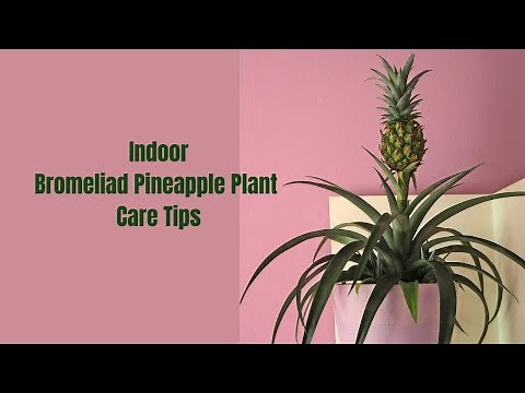 How to Grow Bromeliad Pineapple Indoors 🌿🍍