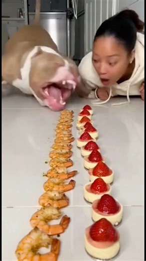 Bully Dog vs Cheesecakes… She Lost Again 😂🔥 #bullydog #dogvshuman #foodchallenge #funnyshorts #viraldog #ytshorts #tiktokfunny #americanbullylove #reelscomedy #dogracechallenge | Bully Show
