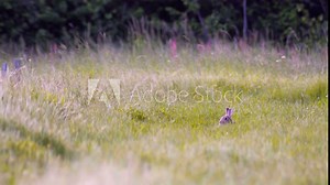 Female brown hare sitting on the meadow and cleaning her fur, mating season, spring, (lepus capensis)