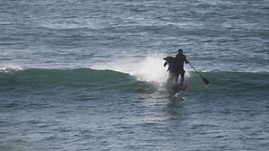 WATCH: Dolphin knocks man off paddle board