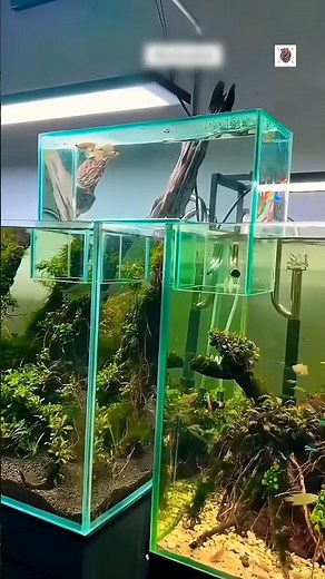 He Used Vacuum Science to Connect Two Fish Tanks 😱
