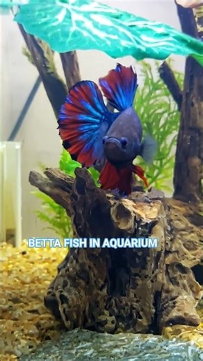 BETTA FISH IN AQUARIUM