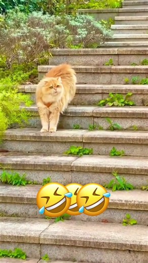 Hilarious Voiceover Compilation Featuring Cats