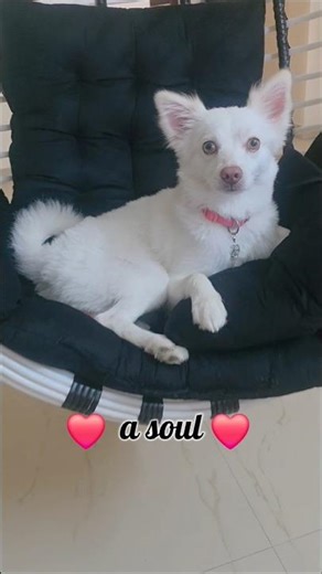 🧏‍♀️ I've got a secret my SOUL 🥰 #dog #pets #dogshorts #shorts #funny