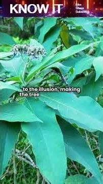 Why Do Certain Trees Look Like They’re Watching Us?