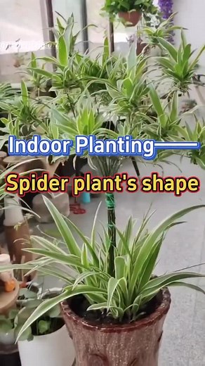 🌿 Spider plants can be shaped in many ways, adding creativity to your indoor garden! #garden #gardening #gardenizi #gardeningtips #gardeninspiration | Gardenizi