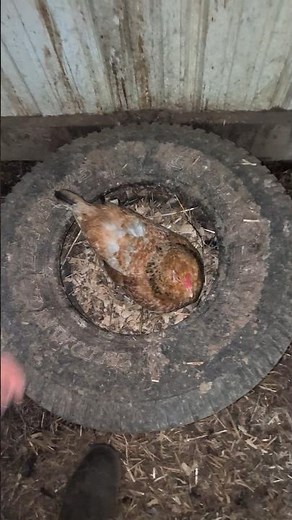 What Is This Hen Doing Inside Of Here?