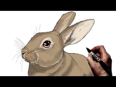 How To Draw A Rabbit | Step By Step