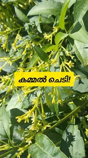 നിശാറാണി ! Cestrum Nocturnum Plant | Beautiful Plants Facts #plants #garden #gardenplants #gardening