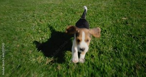 A funny thoroughbred beagle puppy runs on the green grass. Tracking slow motion video