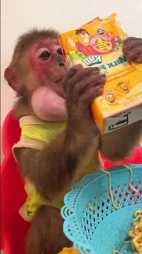 Smiling monkey enjoys every moment in human loving home ���� #MonkeyLove #PeacefulLiving