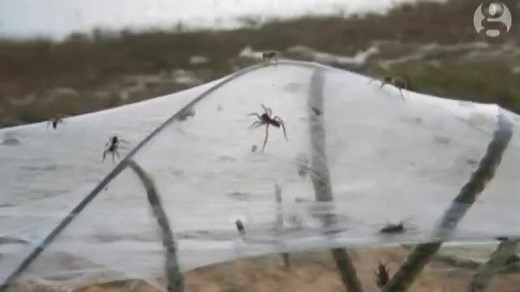 70K views · 751 reactions | Australia: where spiders rain down from...