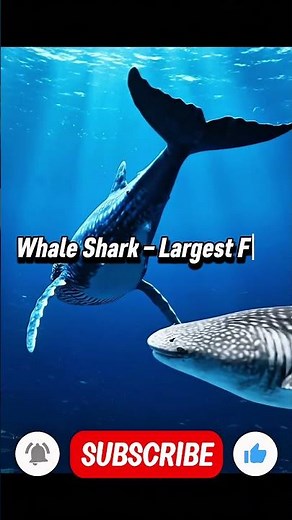 Blue Whale vs Whale Shark Size Comparison