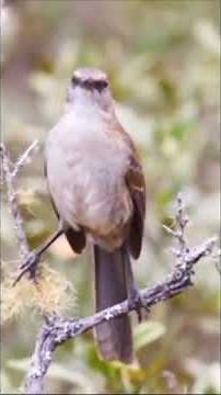 Mimicry Master: Northern Mockingbird's
