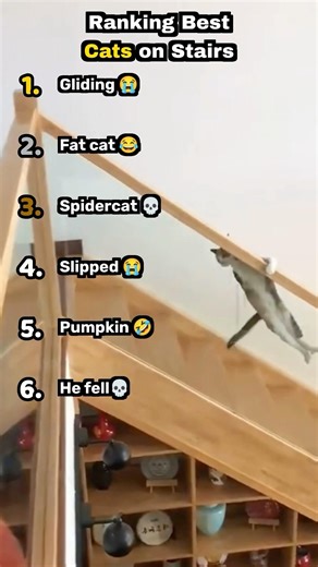 Ranking Best Cats On Stairs 🐱