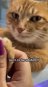 2.1M views · 47K reactions | what a distinguished gentleman #orangecat #9gag | 9GAG | Facebook